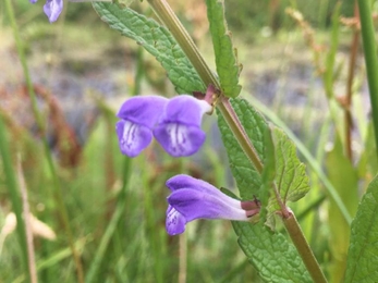 Skullcap - Ellen Shailes 