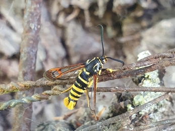 Yellow-legged clearwing moth - Joe Bell-Tye