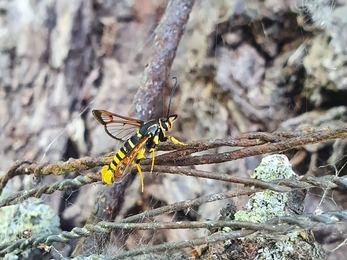 Yellow-legged clearwing moth - Joe Bell-Tye