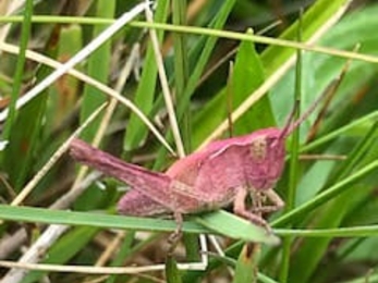 Common grasshopper with pink mutation - Andrew Hickinbotham 