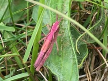 Common grasshopper with pink mutation - Andrew Hickinbotham 