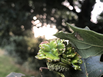 Knopper gall (Andricus quercuscalicis) Lucy Shepherd 