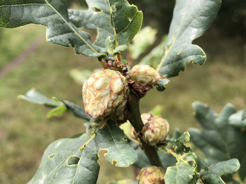 Artichoke gall (Andricus foecundatrix) Lucy Shepherd 