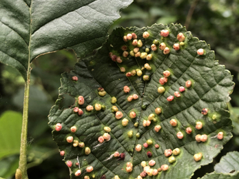 Alder gall (Eriophyes laevis) Lucy Shepherd 