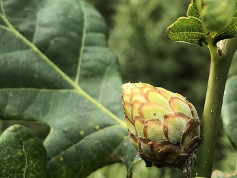 Artichoke gall (Andricus foecundatrix)  Lucy Shepherd 