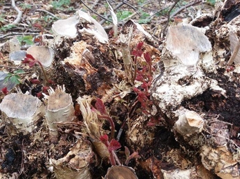 Coppiced hazel - Bradfield Woods 