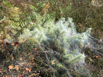 Gorse spider mite webs on gorse - Ben Calvesbert 
