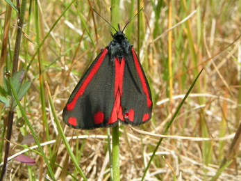 Cinnabar moth - Richard Burkmarr