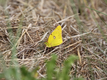 Clouded yellow - Steve Aylward