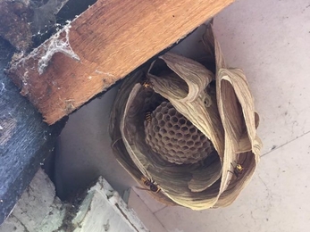 Hornet's nest at Foburrow Farm - Ben Calvesbert 