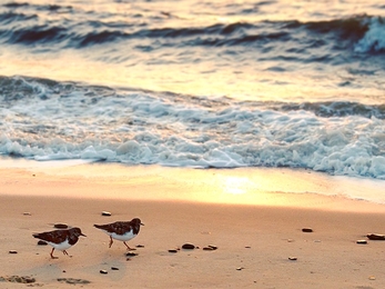 Turnstones - Sarah Groves 