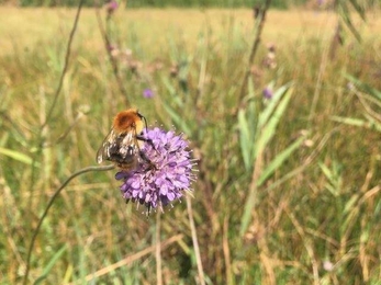 Devil's-bit scabious - Ellen Shailes 