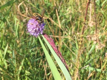 Devil's-bit scabious - Ellen Shailes 