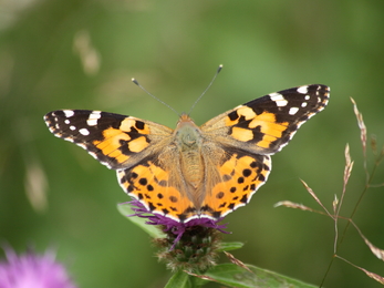 Painted lady - Steve Aylward 