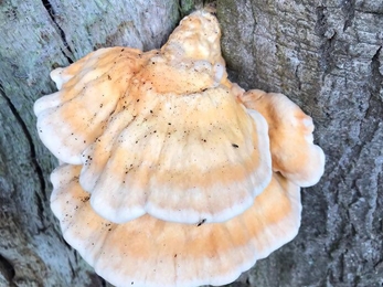 Chicken of the woods at Lound Lakes – Andy Hickinbotham