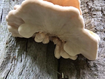 Chicken of the woods at Lound Lakes – Andy Hickinbotham