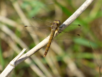 female common darter