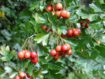 hawthorn berries close up