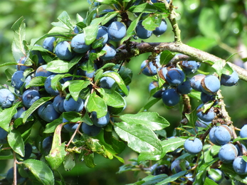 blackthorn fruits