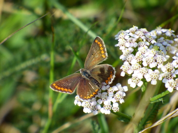 brown argus