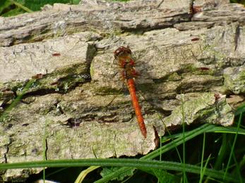 male common darter