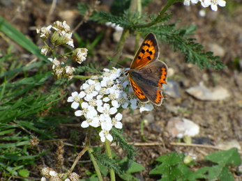 small copper on yarrow