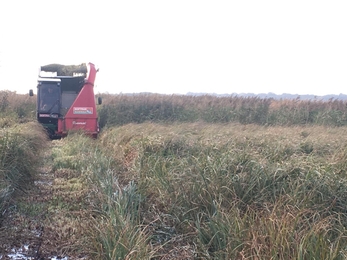 Fen harvesting at Carlton Marshes