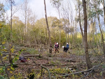 Coppicing at Groton Wood - Steve Hook