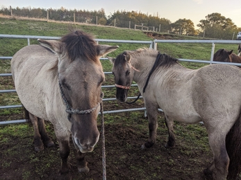 Konik ponies