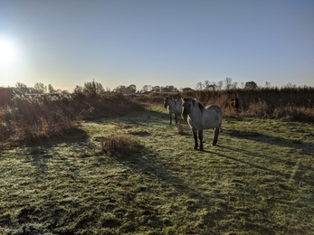 Konik ponies at Hen Reedbeds