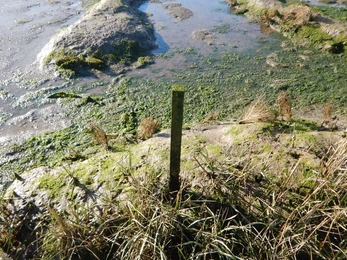 Saltmarsh monitoring at Levington