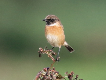 Stonechat at Redgrave & Lopham Fen - John Yaxley