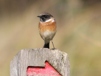 Stonechat at Redgrave & Lopham Fen - John Yaxley