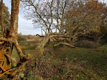 Fallen oak at Redgrave & Lopham Fen - Debs Crawford