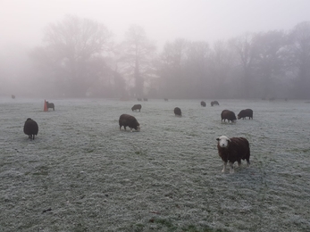 Frosty sheep at Foxburrow Farm - Charlie McMurray