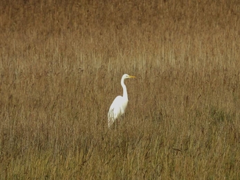 Great white egret at Dingle Marshes - Ray York