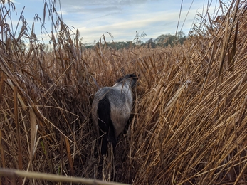 Konik pony in reedbed - Jamie Smith