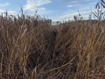 Konik pony in reedbed - Jamie Smith