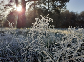 Frost at Knettishall Heath - Kim Wippel