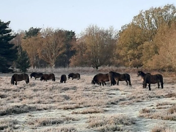 Exmoor ponies at Knettishall Heath - Kim Wippel