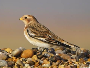 Snow bunting - David Borderick