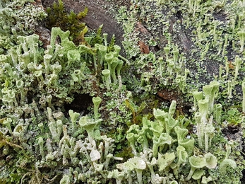 Lichen and moss at Redgrave & Lopham Fen - Debs Crawford