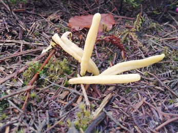 Banana like fungi at Rendlesham Forest - David Stansfeld