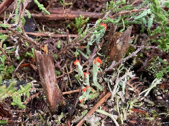 Lichen fruiting body at Rendlesham Forest – Ben Calvesbert