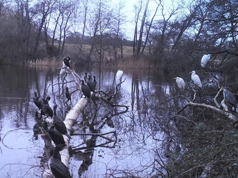 Great white egrets, cormorants and heron at Lound Lakes - Andrew Hickinbotham