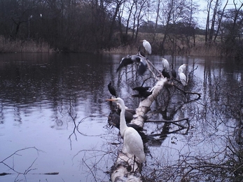 Great white egrets and cormorants at Lound Lakes - Andrew Hickinbotham