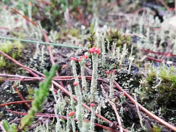 Lichen fruiting body at Rendlesham Forest – David Stansfield