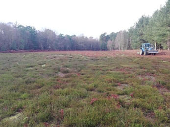 Bracken management at Rendlesham Forest - David Stansfeld