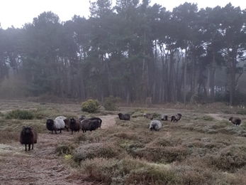 Sheep grazing and cut swaths maintain heathland habitat and structure at Sizewell Belts – Carl Ansell