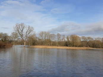 Thelnetham Fen on Christmas Day - Rowena Langston